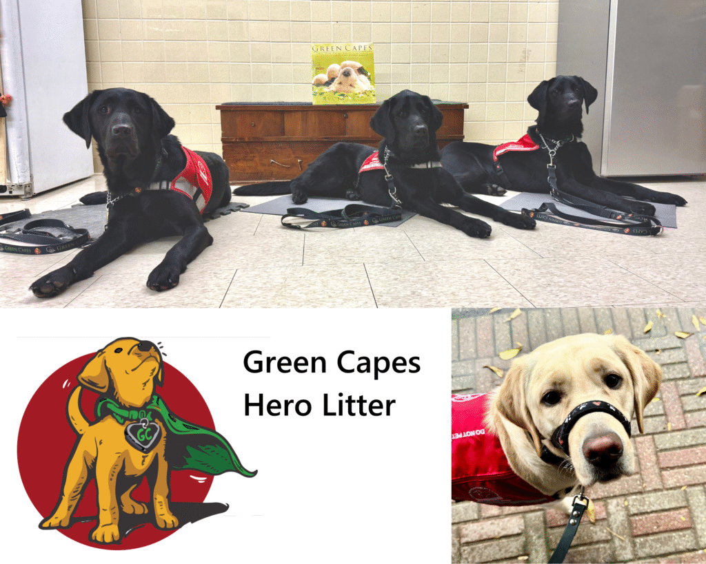 A collage showing an image of three black Labrador Retrievers lying down in a row. They are wearing red vests . Each dog has a leash and collar lying in front of them. Behind the dogs, there's a wooden cabinet with a "Green Capes" calendar on top of it. 
  
Below this image on the left is a cartoon logo of a golden-haired dog wearing a green cape and a heart-shaped tag with the letters “GC” on it. The dog is looking upward, and the logo is set against a red circle. The words "Green Capes Hero Litter" are next to the logo in bold black letters. 

On the right beneath the main image, there's a photo of a yellow Labrador Retriever wearing a red vest and a halti.