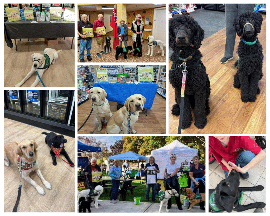 A photo collage showing pictures from recent fundraiser events in Ontario.

1. Top Left A light-coloured Labrador in green vest lays calmly on a light wood-grain floor. Behind the dog is a table covered with a black tablecloth displaying 2026 Green Capes Calendars. 
 
2. Bottom Left Two dogs are lying down. On the left is a Golden Retriever wearing a festive holiday bandana, and on the right is a black Labrador wearing a red patterned bandana.  
 
3. Top Center A group of four people and three pups in training. Two men are on the left holding calendars, and two women are on the right handling service dog puppies, including 2 black and 1 white Standard Poodles. 

 4. Middle Center Two yellow Labradors are sitting side-by-side in front of a table covered with a bright blue tablecloth. The table displays calendars. 
 
5. Bottom Center A group photo taken outdoors. Five people stand in a row holding copies of the calendar. There are four dogs with them, including a white poodle and a golden-coloured dog. 
 
 6. Top Right Two black Standard Poodles are sitting tall in a store aisle. 
 
7. Bottom Right A high-angle shot showing Lynn Yamasaki with her foster Walsh.