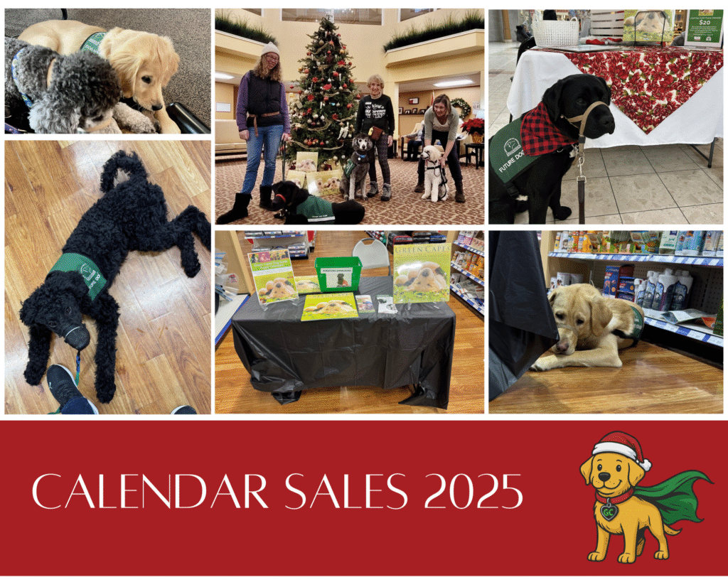 A collage showing images from fundraising events in 2025.  from the top left to bottom right:

1. Upper Left Corner: A golden retriever puppy resting its head on a poodle, both wearing vests.
2. Center Top: Three women stand beside a Christmas tree with three future service dogs of different breeds - a black Labrador and poodle, and a yellow Labrador. 
3. Upper Right: Usher (black lab) being his charming self at the Stratford Mall beside a table covered with a holiday-themed cloth wearing his dog guide vest 
4. Lower Left: A black poodle lying on a wooden floor wearing a green "FUTURE DOG GUIDE" vest, near its person's feet.
5. Center Bottom: A table covered with a black cloth displays Green Capes dog guide calendars, with a donation box beside them.
6. Lower Right: A yellow Labrador resting its head on its paws peeking out from a black tablecloth wearing, a "FUTURE DOG GUIDE" vest

The bottom of the collage has the text "CALENDAR SALES 2025" along with Green Capes Super Pup (yellow lab puppy) wearing a Santa hat and a green cape.