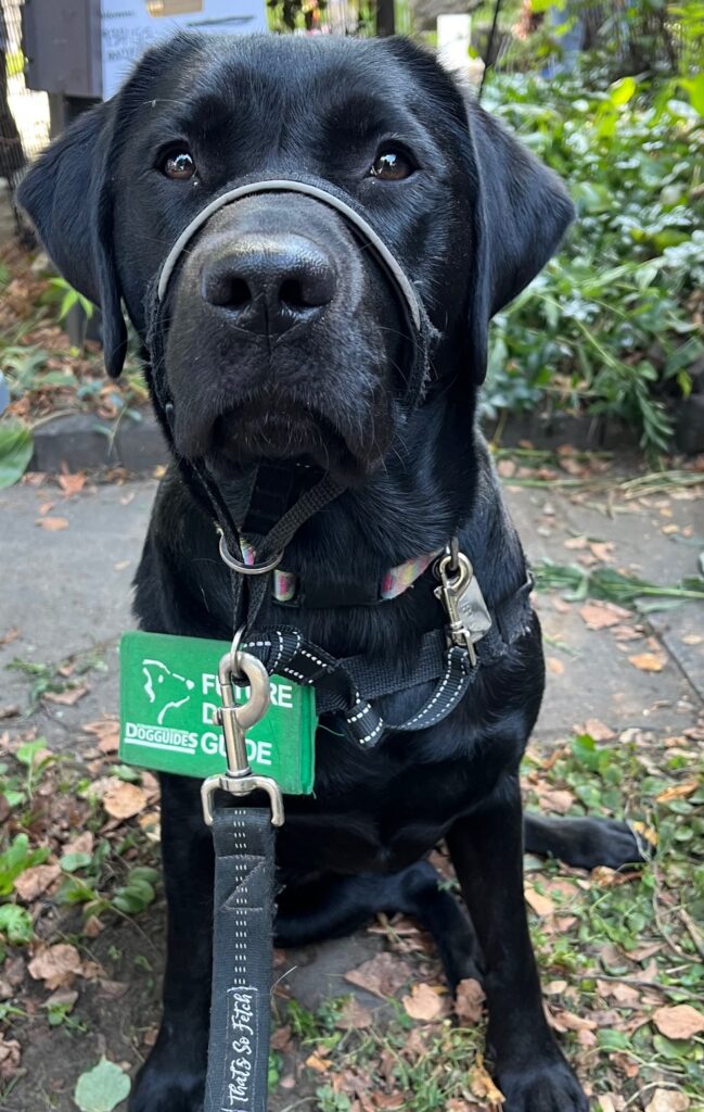 A photo of a sweet black lab named Vista, currently training in the DAD program and wearing her green ID tag holder on her collar that says
