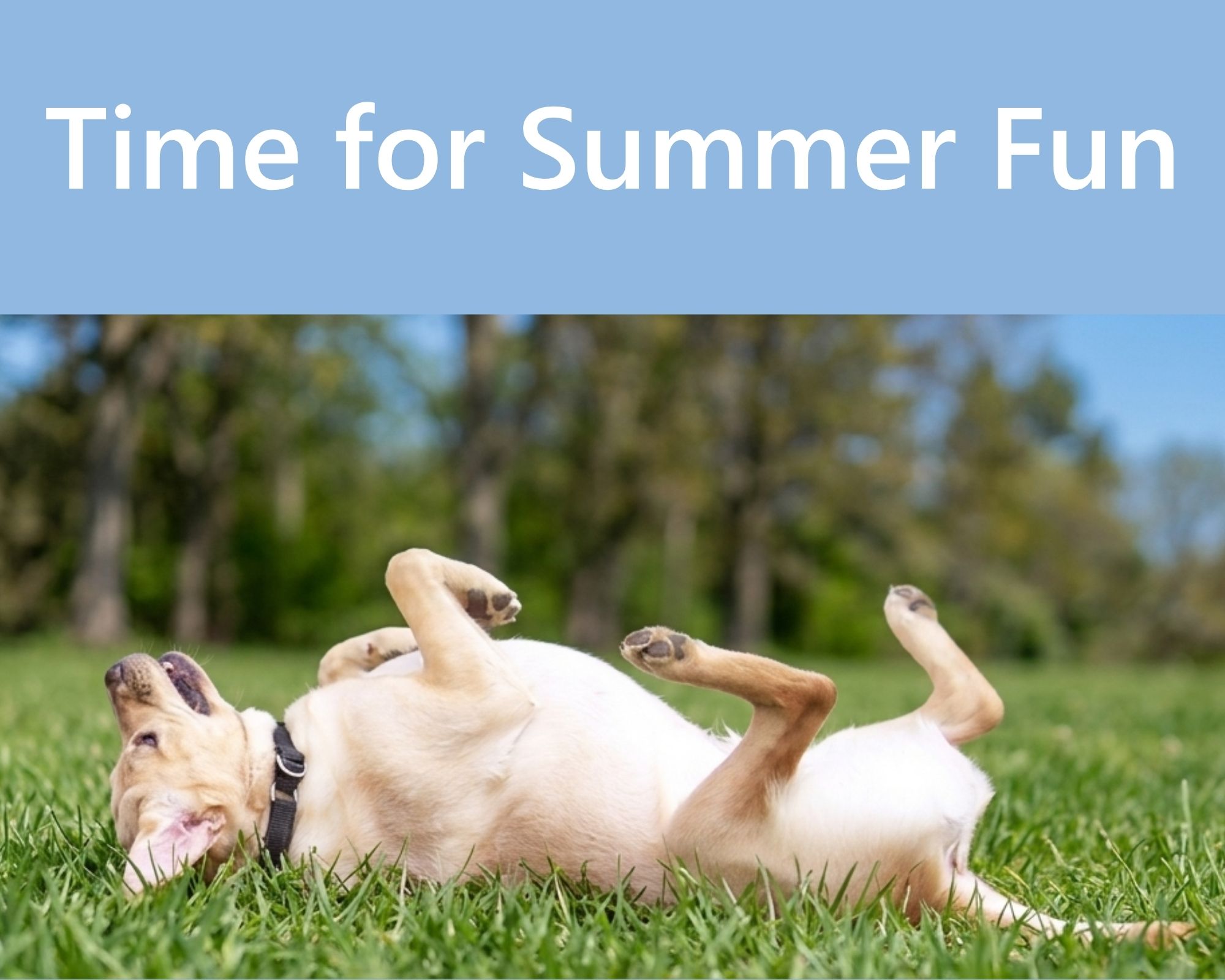 Vision Dog Atticus, a yellow lab lies on his back in lush green grass, paws in the air, with its mouth open in a joyful expression. The background shows a blurred park with trees and a clear blue sky. A light blue banner at the top of the image reads "Time for Summer Fun" in white text.