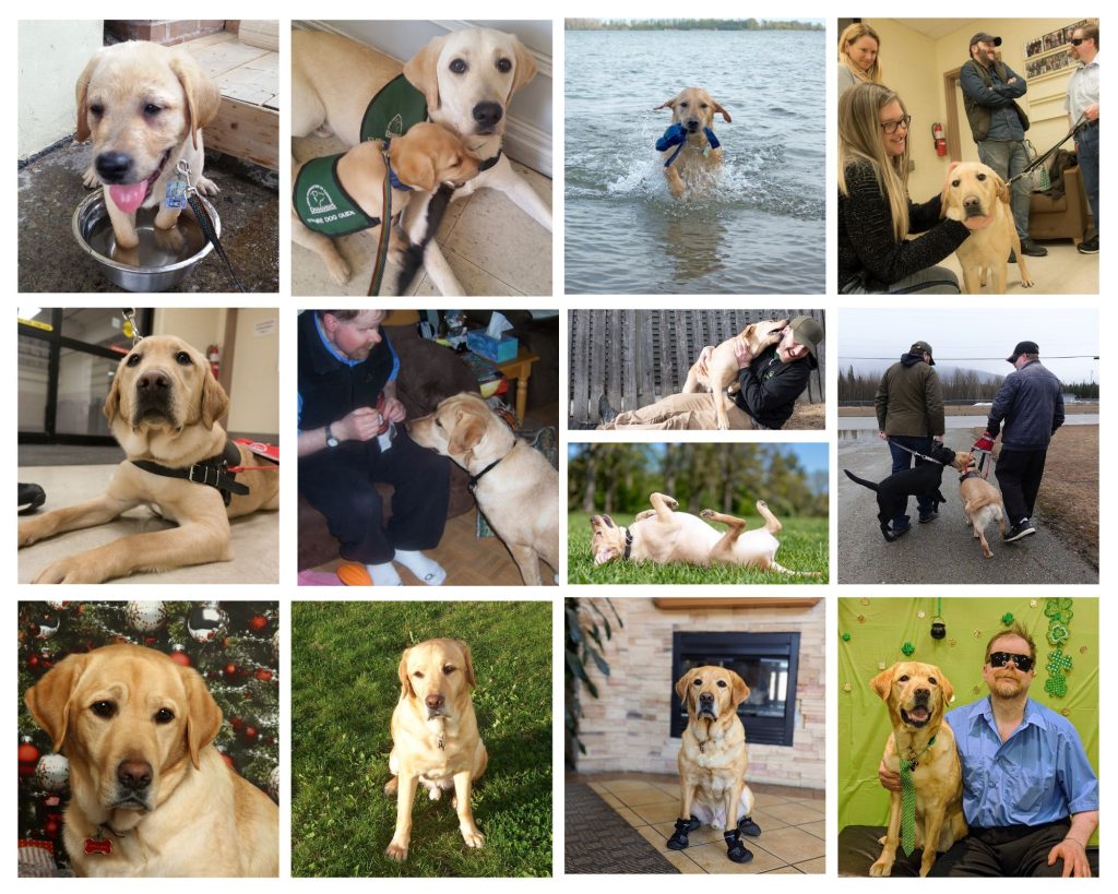 A collage of photos showing Atticus from puppyhood to adulthood.