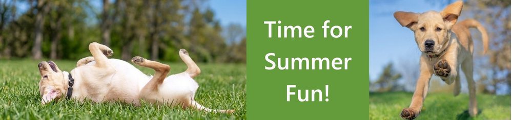 A banner image featuring two photos of yellow Labrador dogs on grass outdoors. On the left, Atticus, an LFCDG Canine Vision dog, rolls playfully on his back. On the right, a foster puppy runs toward the camera with one ear flopped up. A green center panel reads: Time for Summer Fun!