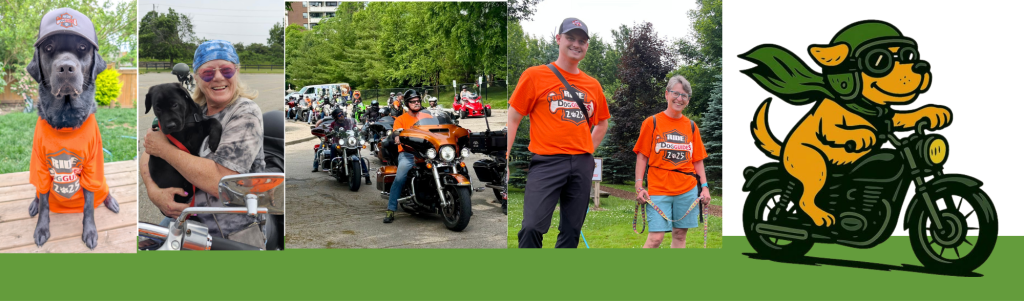 An image showing a promotional banner for the "Motorcycle Ride for Dog Guides" event.

The banner is divided into several sections, creating a collage of images and text. On the left is a grassy area with a man and a woman, both wearing matching
orange t-shirts.  The man is wearing a baseball cap and the woman is wearing glasses. They are
standing with leashes, and two dogs are partially visible at their feet. To the right of this is a section showing a line of motorcycles, mostly Harley-Davidsons,
with riders on them, suggesting the beginning of a motorcycle rally. The next panel features a large black dog sitting and wearing an orange t-shirt identical
to the ones worn by the people on the left. It is wearing a baseball cap. Following this is an image of a woman with blonde hair, wearing sunglasses and
a blue bandana, holding a small black puppy. She is sitting on a motorcycle. To the far right is a cartoon illustration of a yellow dog wearing a green
helmet and scarf, riding a black motorcycle. The dog has goggles on and a wide smile, conveying a sense of fun and adventure. The entire collage is overlaid
on a green background. At the bottom of the banner, in large white lettering, is the title "Motorcycle Ride for Dog Guides: June 20, 2026". Below this,
on the right side, it says in smaller yellow text "sponsored by Green Capes Lions Club". The overall atmosphere is cheerful, community-oriented, and highlights
the involvement of dogs and motorcycles in the event. The colors are vibrant, especially the orange t-shirts and the bright yellow of the cartoon dog,
creating an inviting and positive mood.