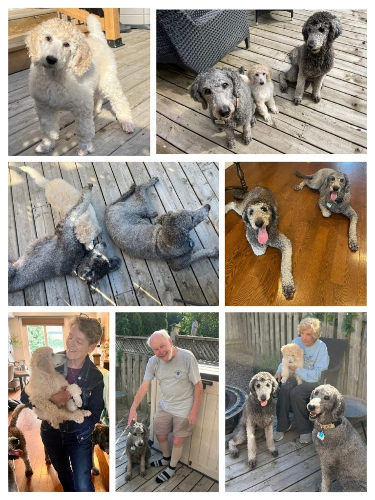 Various images of Geneva, Dixie and Maddox, representing the three generations of standard poodles from the same family line. Image details below.