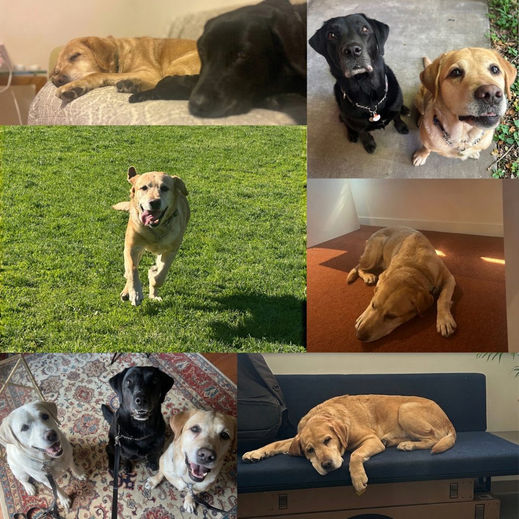 Various images of Geneva, Dixie and Maddox, representing the three generations of standard poodles from the same family line. Image details below.
