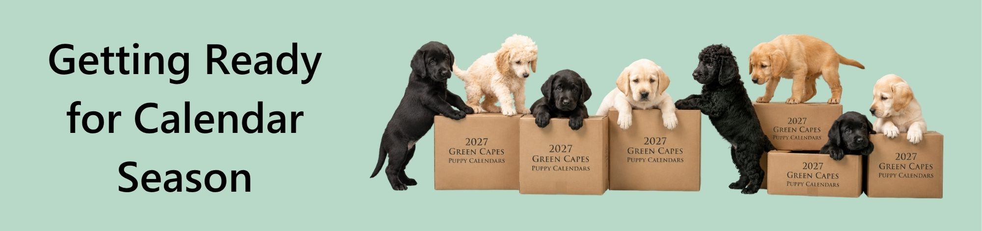 A banner featuring text on the left and a line of puppies on cardboard boxes on the right. The background is a solid, pale green color. The text on the left reads "Getting Ready for Calendar Season" in a large, bold, black font. The right side of the banner displays a row of seven lab and poodle puppies, each positioned on or next to cardboard boxes. The boxes are arranged in a staggered manner, with some puppies peeking over the edges or resting their paws on them. Each visible box has the text "2027 GREEN CAPES PUPPY CALENDARS" printed on its front in a dark, serif font.