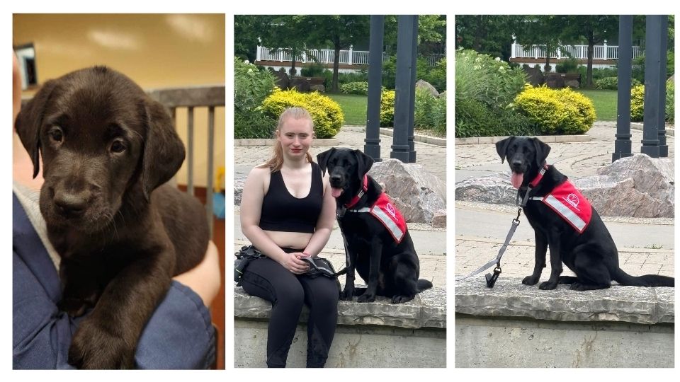 A collage of images, featuring Super Hero Daurene, from initial puppyhood to Adulthood. On the left, Daurene, as a young black puppy, sits indoors on a light-colored floor, looking up at the camera with her head tilted to the side. Sheis wearing a black collar attached to a bright pink leash. Second from the left, Daurene is laying on an outdoor patio beside café furniture. Sheis wearing a green Future Dog Guide vest and is attached to a bright pink leash, looking attentively up toward the camera. Third, Daurene and her new handler, Victoria, sit together on a stone bench in a park setting. Daurene is wearing her service vest, with a happy expression on her face.. On the right, Daurene as an adult dog, wearing her service vest, while sitting on a stone bench in a park setting with a happy expression.