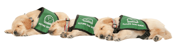Three Yellow Baby puppies sleeping in a row